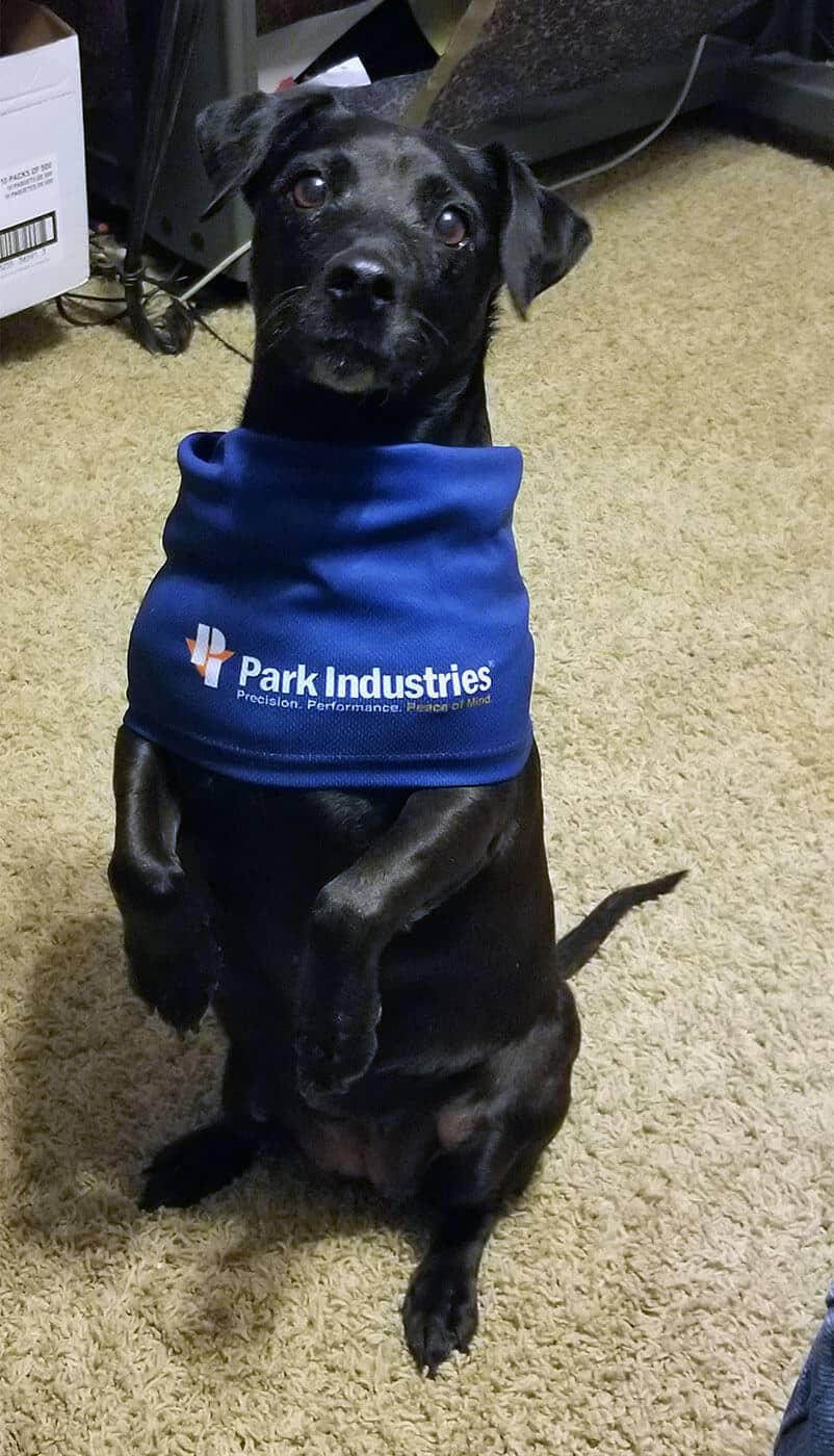 Park Industries Shop Dog Contest Submission | CNC Stone Machinery for Fabricators